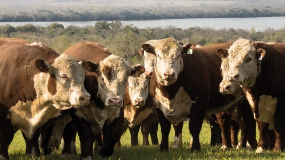 Dutra: la zafra en marcha, sus valores, y una nueva edición de Los Novilleros —  Zafra — Dinámica Rural | El Espectador 810