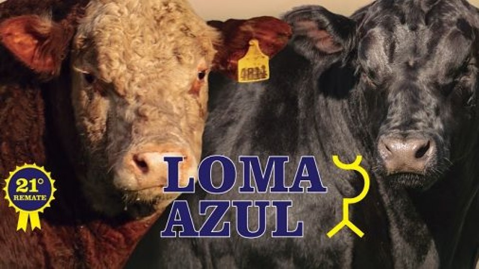 Coito: ‘‘una excelente oferta’’ de Loma Azul —  Zafra — Dinámica Rural | El Espectador 810