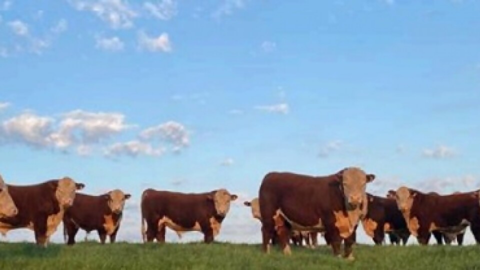 Dutra: una zafra de toros marcada por ‘‘una fluidez que hacía años no se veía’’ —  Zafra — Dinámica Rural | El Espectador 810