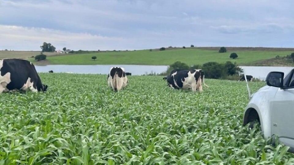 Parra: ‘‘en octubre se está prácticamente en la misma leche del año pasado’’ —  Lechería — Dinámica Rural | El Espectador 810