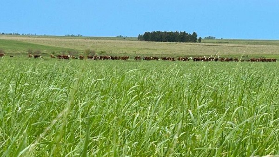 Tras jornadas con altas temperaturas, un fin de semana con precipitaciones —  Clima — Dinámica Rural | El Espectador 810