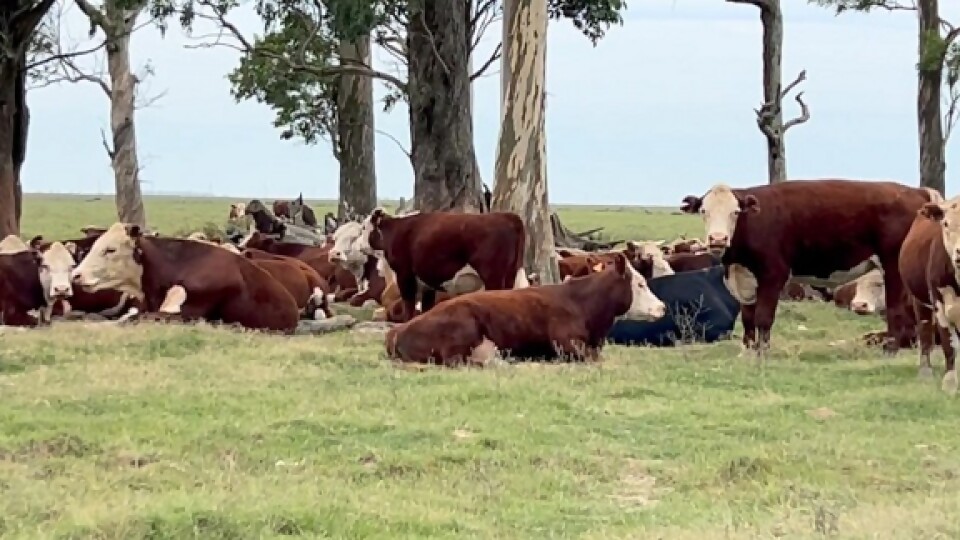 De Freitas: los detalles de la asistencia financiera para el control de la garrapata —  Sanidad — Dinámica Rural | El Espectador 810