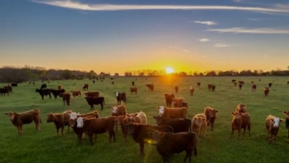 Serena Roca: los pilares del programa SummActive de Virbac —  Innovación — Dinámica Rural | El Espectador 810