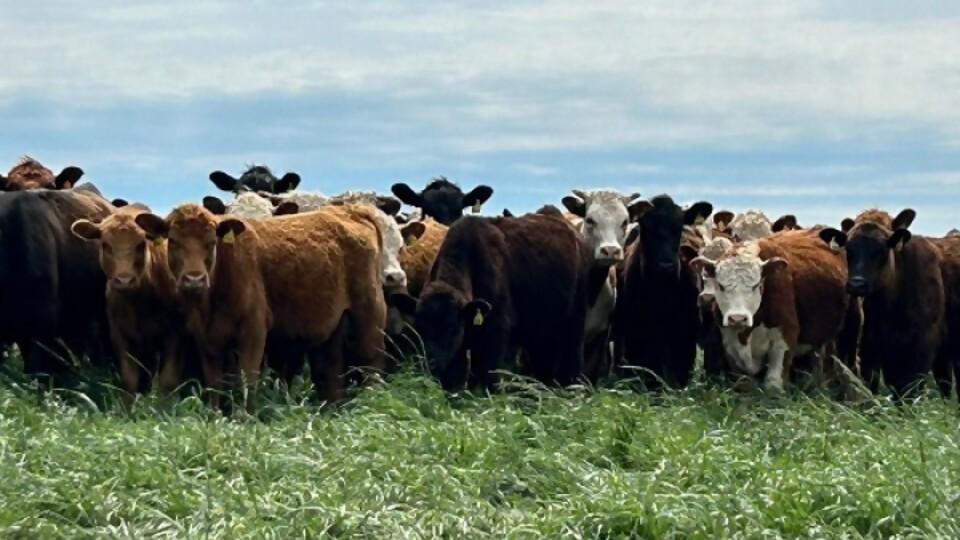 Walter Hugo Abelenda subasta lanares, vacunos y yeguarizos en feria mensual —  Ganadería — Dinámica Rural | El Espectador 810