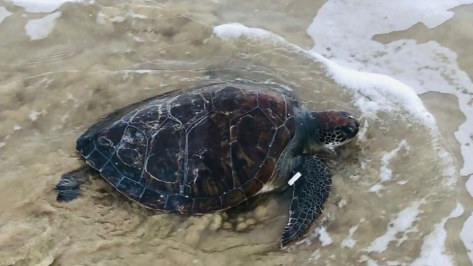 Consejos para criar una tortuga —  Segmento humorístico — La Venganza sera terrible | El Espectador 810