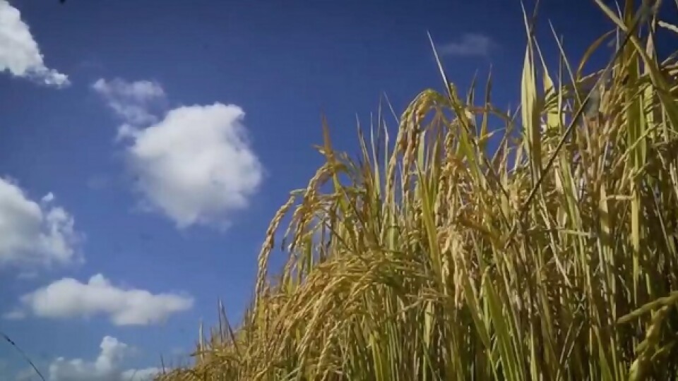 Predebon: ‘‘aunque no en rendimiento, creo que va a ser una zafra récord en volumen’’ —  Agricultura — Dinámica Rural | El Espectador 810