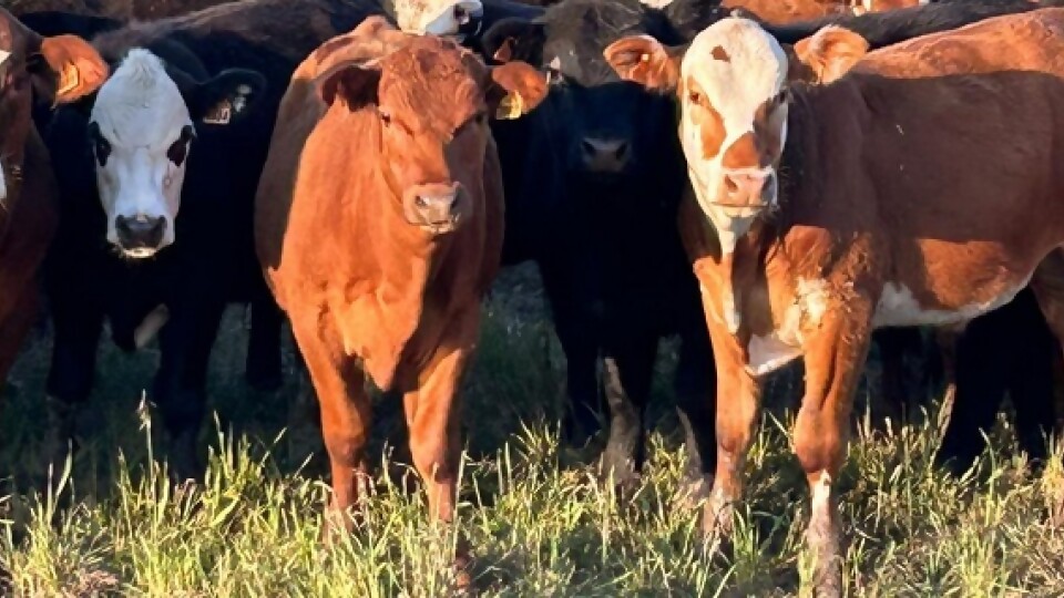 Gustavo Fuques: ‘‘el factor clima está favoreciendo’’ —  Ganadería — Dinámica Rural | El Espectador 810