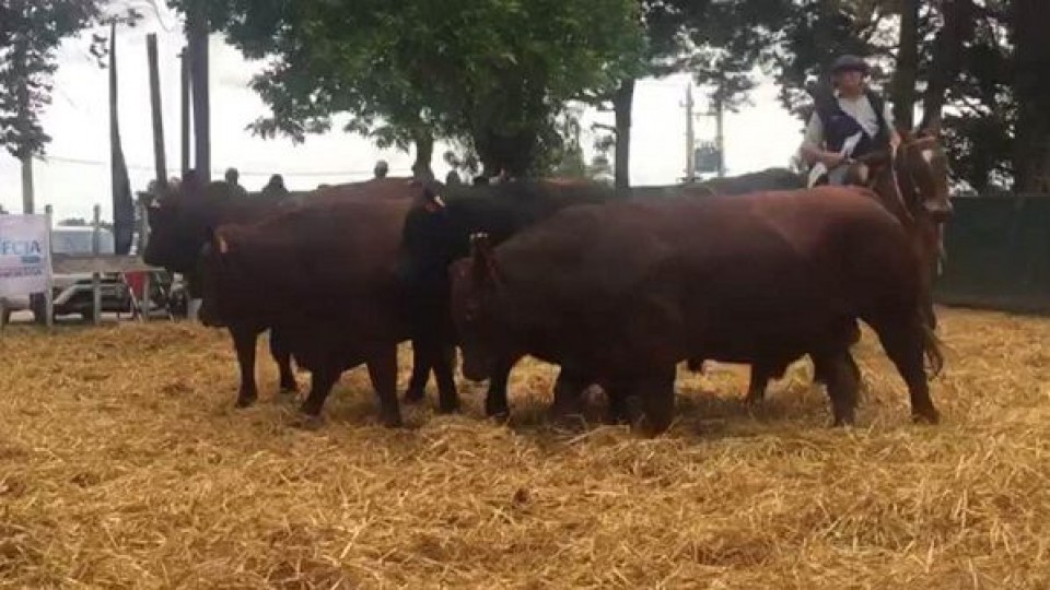 'Las Bichas' ofrece lo mejor de su genética este miércoles —  Ganadería — Dinámica Rural | El Espectador 810