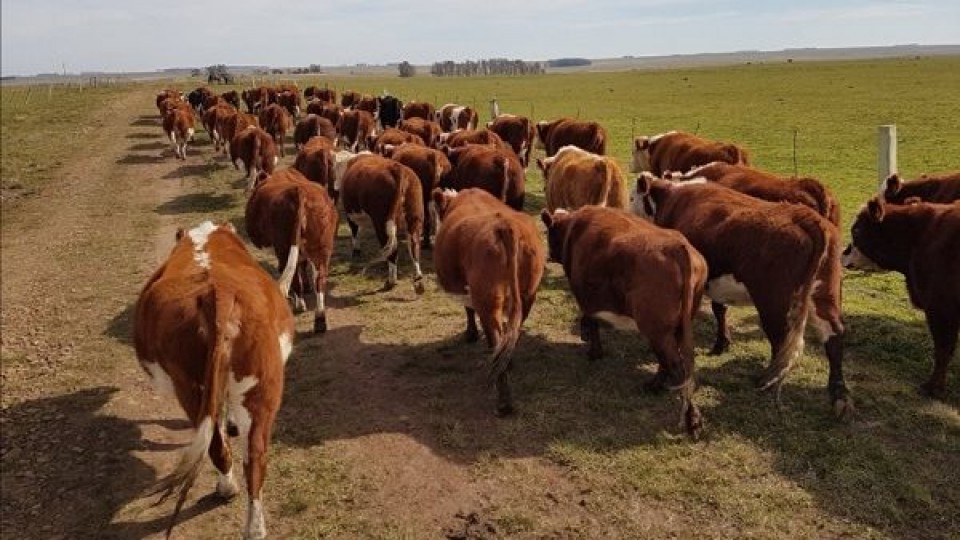 Previo al verano, es determinante inmunizar al ganado contra la queratoconjuntivitis —  Ganadería — Dinámica Rural | El Espectador 810