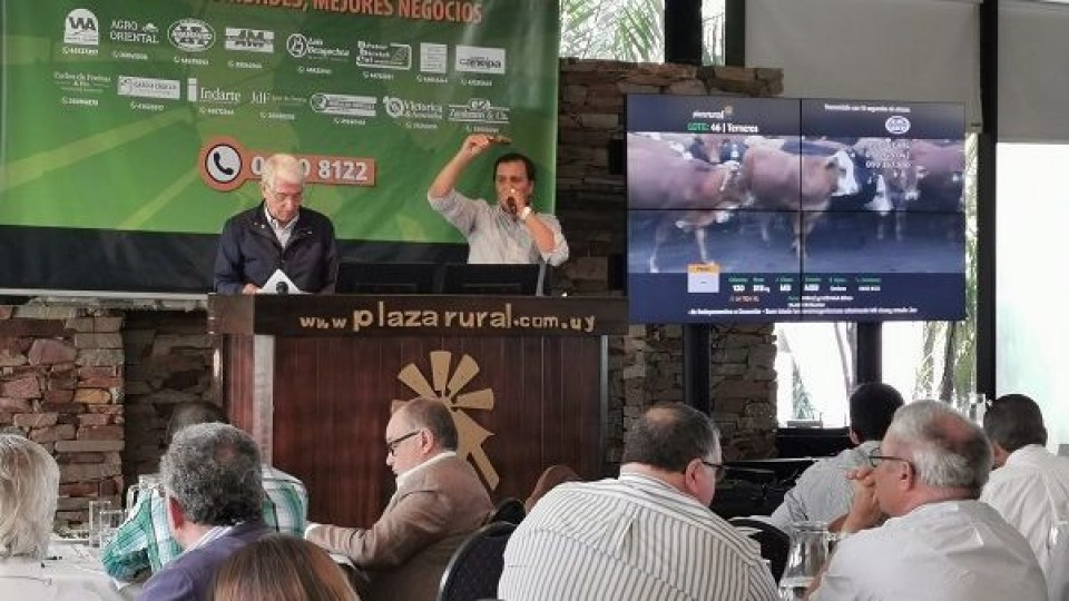 PlazaRural colocó más del 90% de sus lotes en su primer remate del año —  Ganadería — Dinámica Rural | El Espectador 810