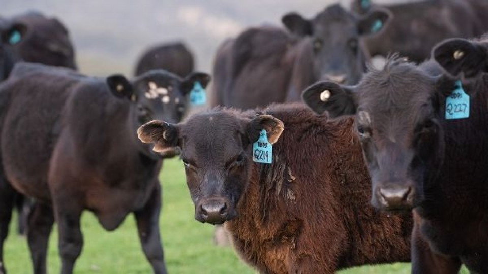 Tras 14 años, Uruguay es referencia en la trazabilidad de la ganadería vacuna —  Ganadería — Dinámica Rural | El Espectador 810
