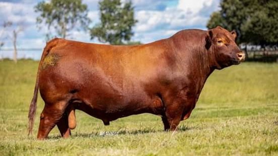 El toro Red Angus 'Cardenal' de Frigorífico Modelo es el mejor de América, y competirá por ser el mejor toro de la raza en el mundo —  Ganadería — Dinámica Rural | El Espectador 810