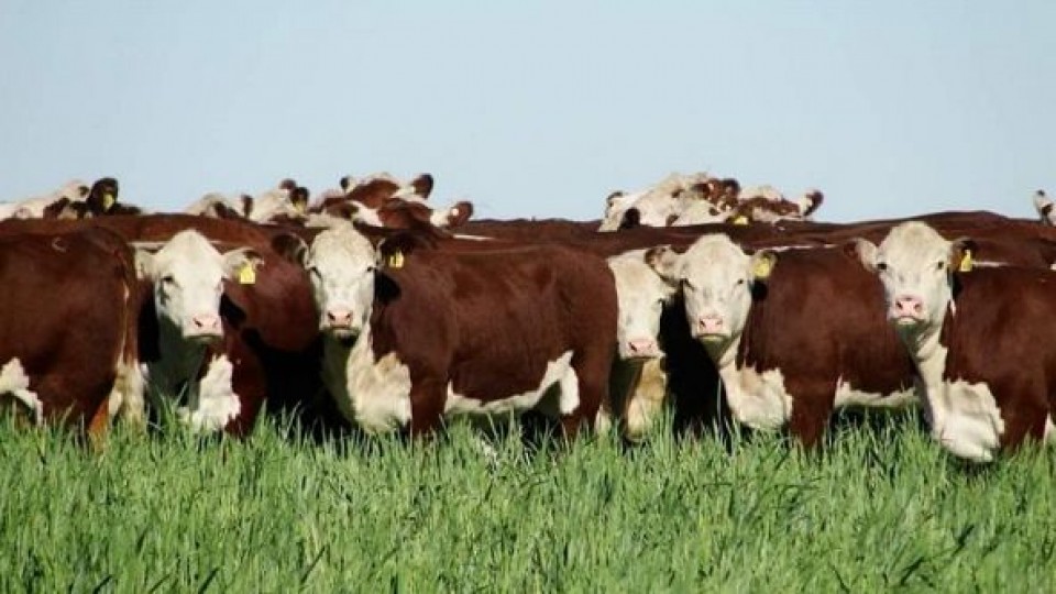 Empresas: la innovación y la sinergia entre ganadería y agricultura, clave para sostenibilidad del negocio —  Ganadería — Dinámica Rural | El Espectador 810