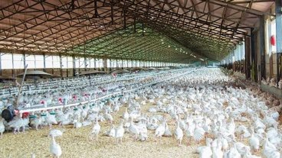 China pone la mirada en la carne aviar uruguaya —  Granja — Dinámica Rural | El Espectador 810