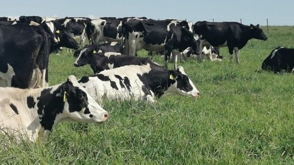 Productores lecheros están a la espera de las medidas para paliar la crisis forrajera —  Lechería — Dinámica Rural | El Espectador 810