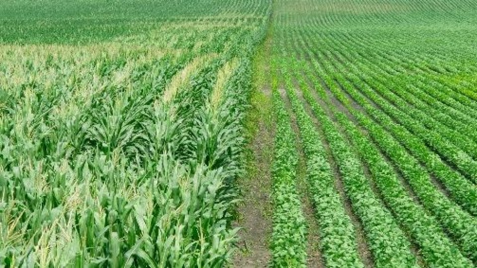Cultivos de verano: la condición es buena tanto en soja como en maíz —  Agricultura — Dinámica Rural | El Espectador 810
