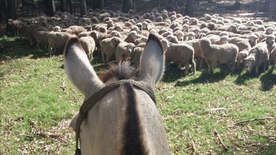 El ovino se enfrenta a la Damalina Ovis, por lo que es recomendable un manejo a tiempo para que no incida en la producción de carne y lana —  Ganadería — Dinámica Rural | El Espectador 810