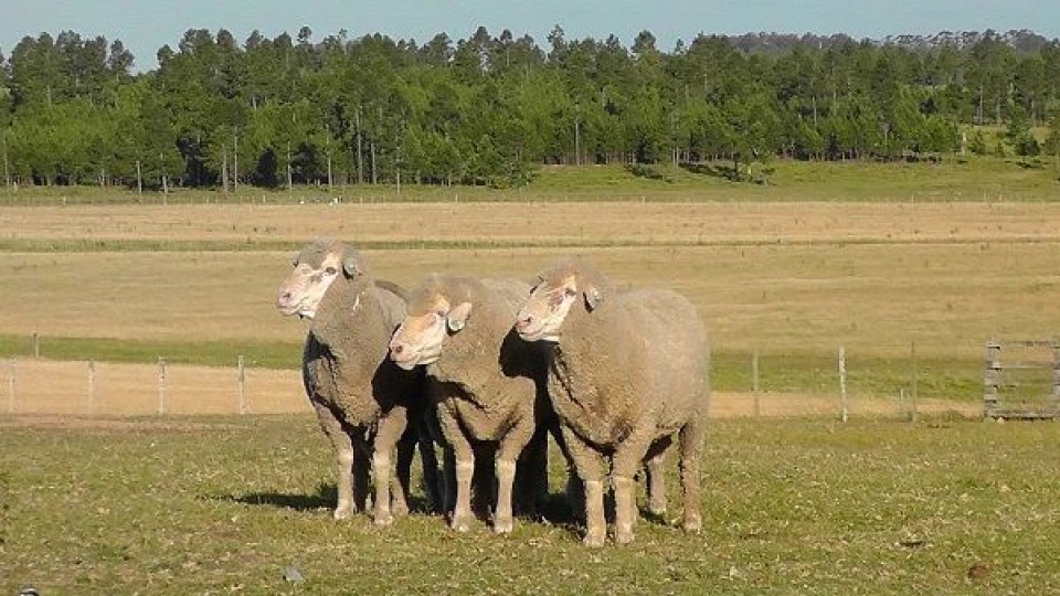 'La Empastada' vende sus Merinos Dohne, Asutraliano, y Red Angus —  Ganadería — Dinámica Rural | El Espectador 810