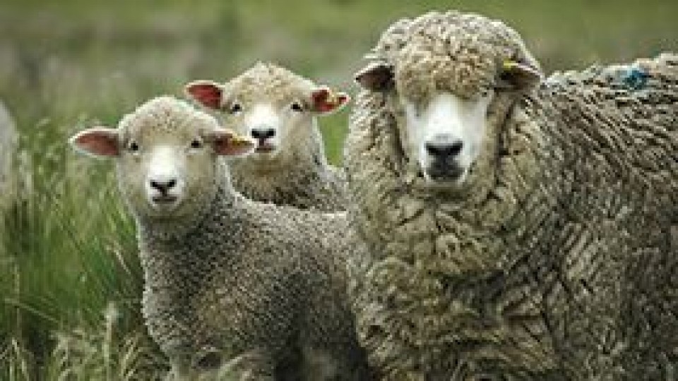 Rubro ovino: Mientras el COVID-19 golpea a la lana, la carne tiene un escenario más auspicioso —  Ganadería — Dinámica Rural | El Espectador 810