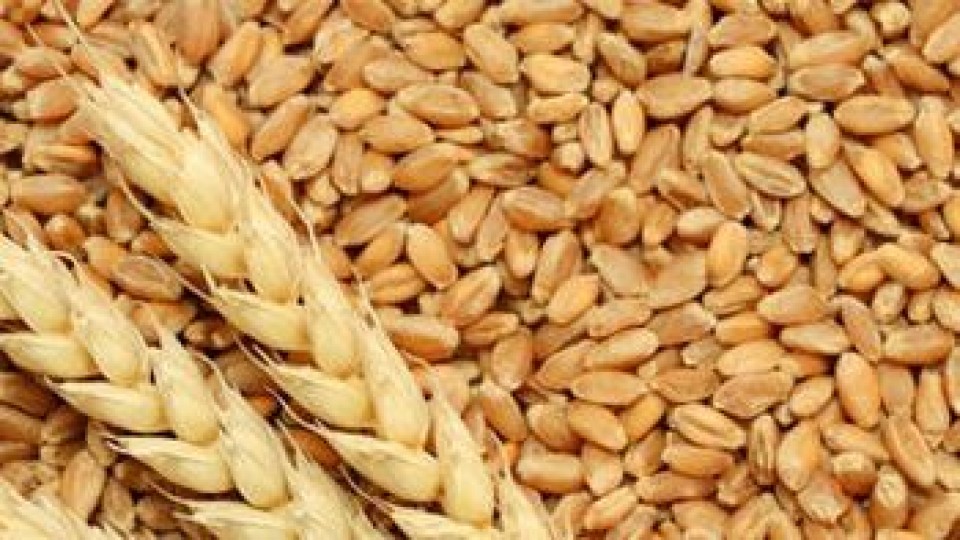 ADP se suma a la campaña 'Unidos para Ayudar', donando 100 mil kilos de trigo, que serán 75 mil kilos de harina —  Economía — Dinámica Rural | El Espectador 810