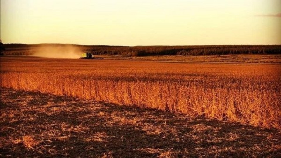 En Argentina, con una cosecha del 99%, la soja de primera alcanzó los 4.000 kgs/há —  Agricultura — Dinámica Rural | El Espectador 810