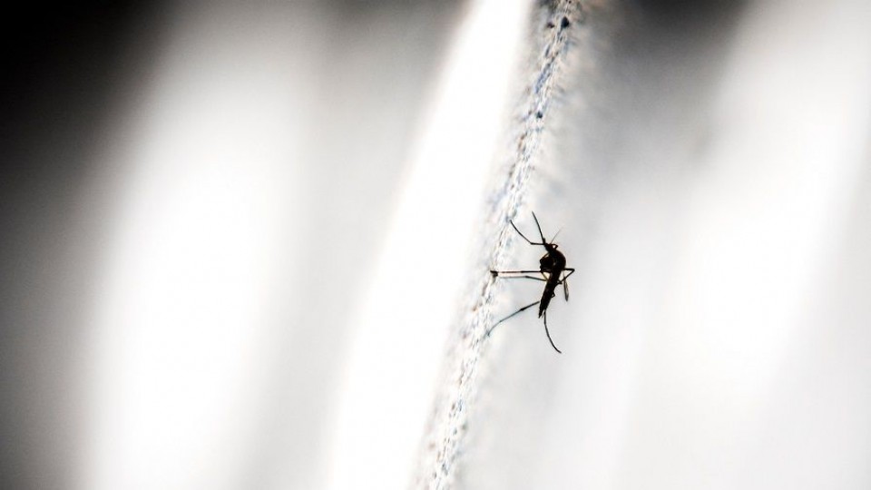 ¿Cuándo se va a acabar la “invasión de mosquitos” en Montevideo? —  Entrevistas — Primera Mañana | El Espectador 810