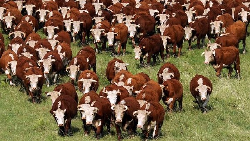 M. Despaux: 'Los ganados que se compran hoy, se pagan en la primavera que viene' —  Ganadería — Dinámica Rural | El Espectador 810