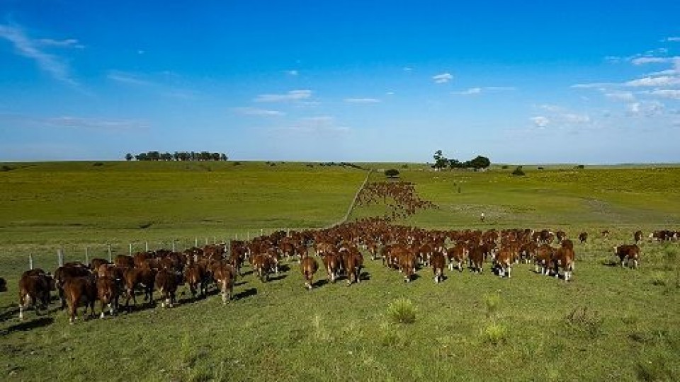 'Mientras el clima acompañe, el mercado seguirá fluido' —  Ganadería — Dinámica Rural | El Espectador 810