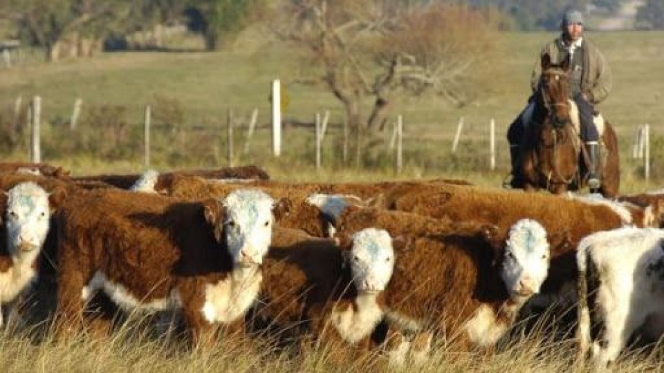 Ganadería bovina: El Índice de Preñez es de 74.9% —  Ganadería — Dinámica Rural | El Espectador 810