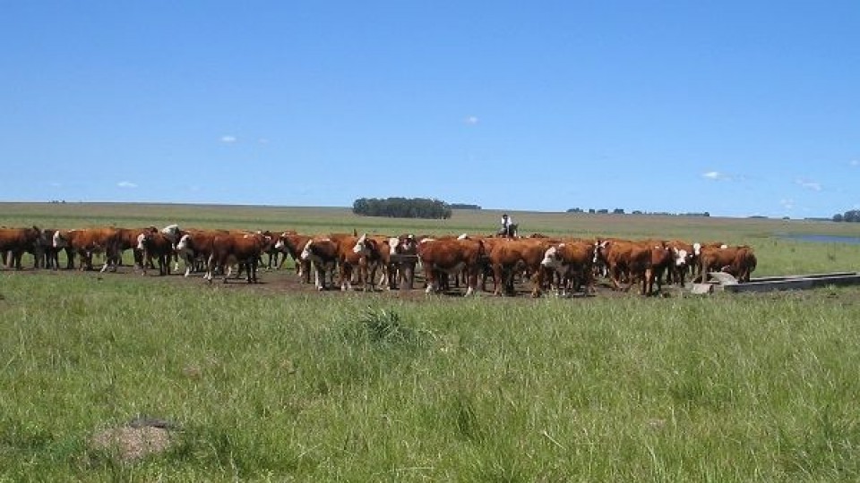 W. H Abelenda: 'Para quien tiene las condiciones para producir, es un buen momento para reponer' —  Mercados — Dinámica Rural | El Espectador 810