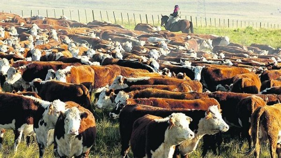 Muu 'es una alternativa rápida y con respaldo' —  Mercados — Dinámica Rural | El Espectador 810