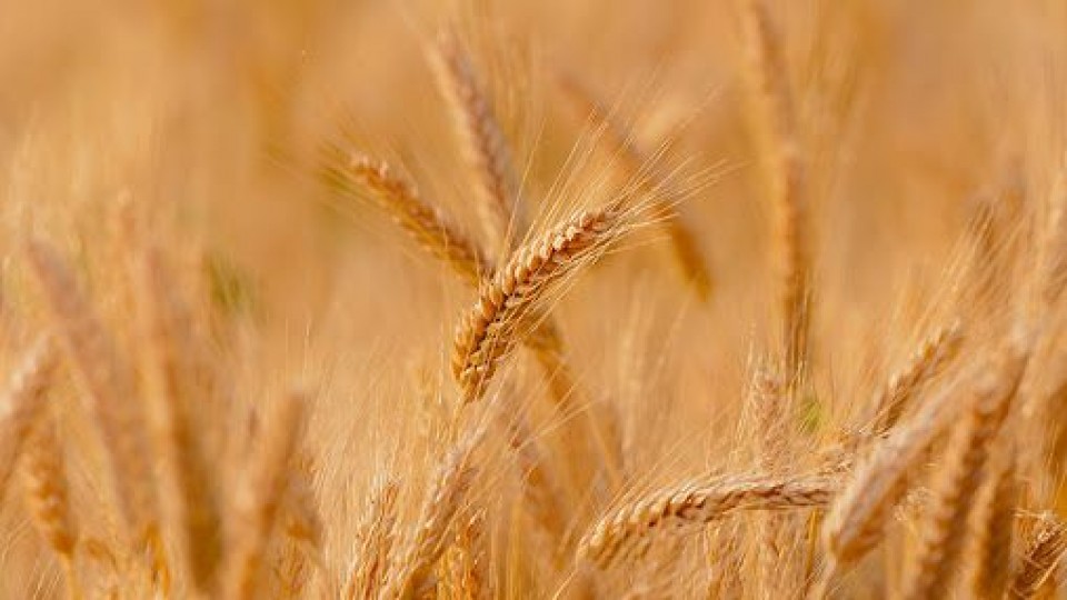 Datos de DIEA: Sube el área de invierno un 12.3%, pero cae el trigo y aumentan la cebada, la colza y la carinata —  Ganadería — Dinámica Rural | El Espectador 810