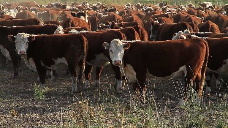 Pantalla Uruguay hizo un precio promedio para el ternero de 2.24 dól/kgs —  Mercados — Dinámica Rural | El Espectador 810