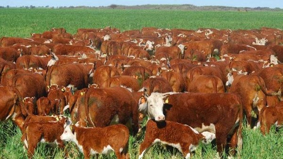 Pantalla Uruguay: El mercado ratificó 'las buenas perspectivas para la ganadería' —  Ganadería — Dinámica Rural | El Espectador 810