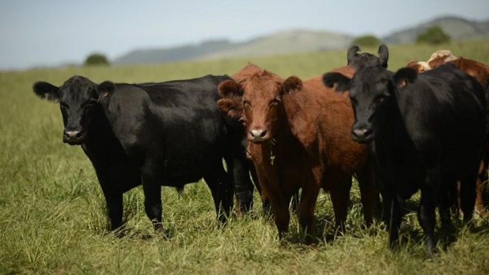 Para la SMVU, habilitar la importación de ganado puede perjudicar el status sanitario de Uruguay —  Ganadería — Dinámica Rural | El Espectador 810