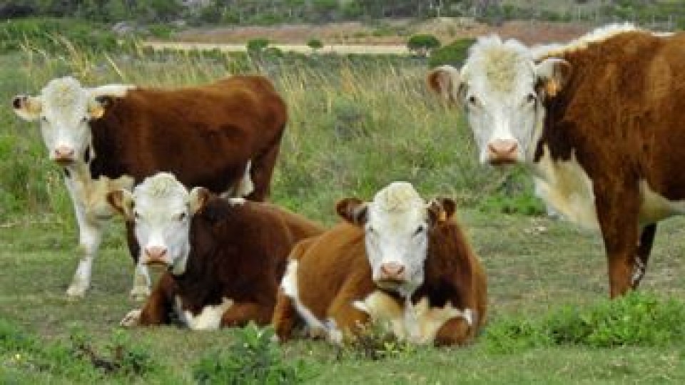 Aporte técnico: Antiparásitos en bovinos, como hacer una correcta dosificación —  Ganadería — Dinámica Rural | El Espectador 810