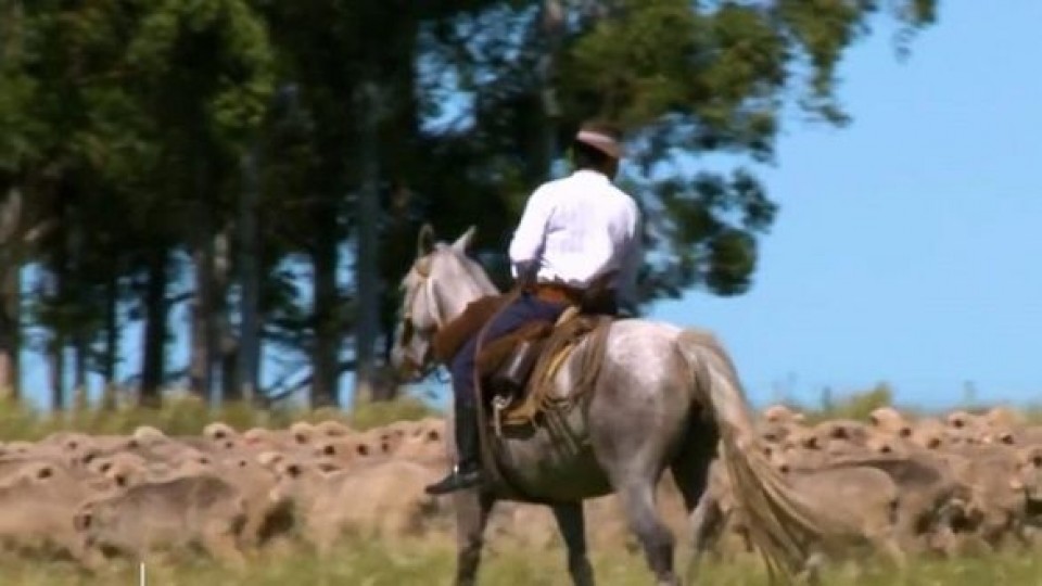 Uruguay Wools: con tecnología, bienestar y sustentabilidad para conquistar al consumidor —  Economía — Dinámica Rural | El Espectador 810