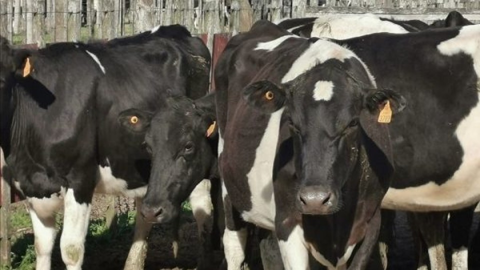 Liquidación total del ''Tambo las 3 M'' pone producción, tecnología y bienestar animal —  Mercados — Dinámica Rural | El Espectador 810