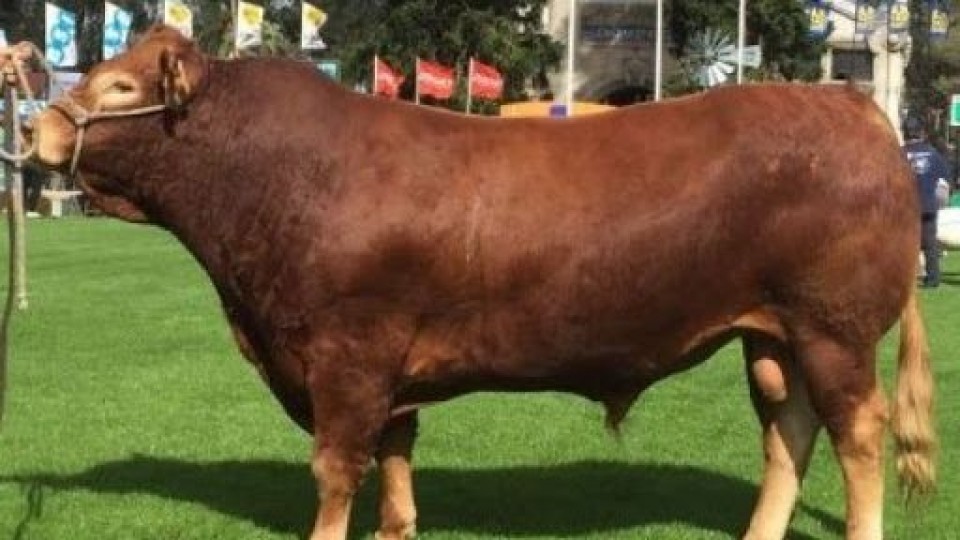 Los Limousin de Severi exponen su potencial en la zafra —  Ganadería — Dinámica Rural | El Espectador 810