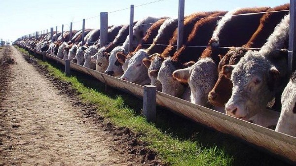 Haciendas: El mercado se estabiliza, y el novillo alcanza los 3.34 dól/kg —  Mercados — Dinámica Rural | El Espectador 810