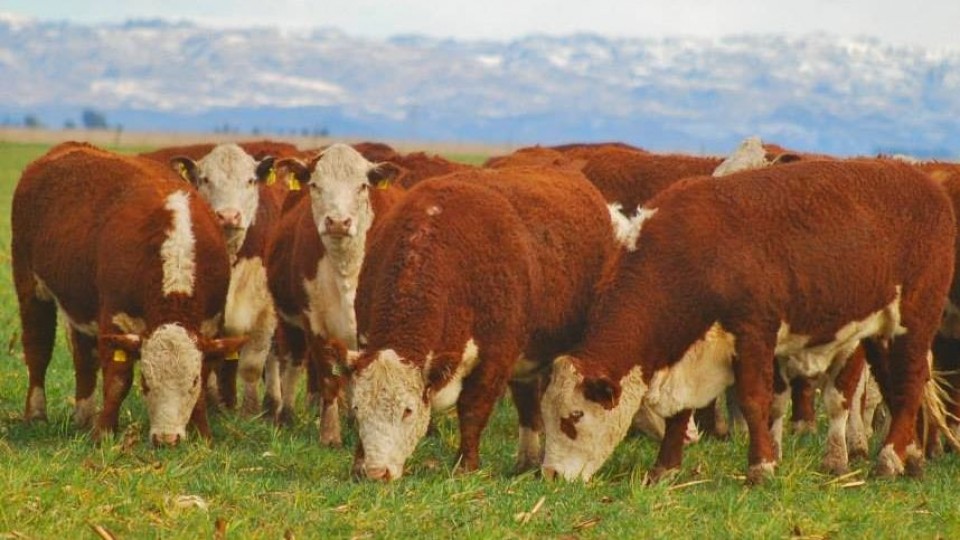 M. Despaux: 'En una primavera que promete y las condiciones de Plaza, hacen que sea un buen momento para reponer' —  Mercados — Dinámica Rural | El Espectador 810