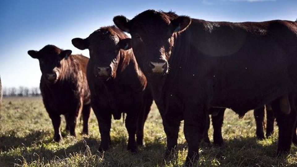G. Araújo: La zafra de toros será 'mejor de lo esperado' —  Mercados — Dinámica Rural | El Espectador 810