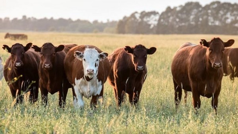 R. Silveira: 'Las lluvias favorecieron a la ganadería y en consecuencia a la reposición' —  Mercados — Dinámica Rural | El Espectador 810