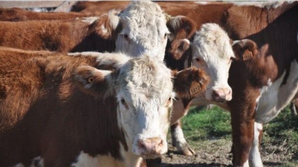 Ganaderia: 'La falta de lluvias condiciona los negocios' —  Mercados — Dinámica Rural | El Espectador 810