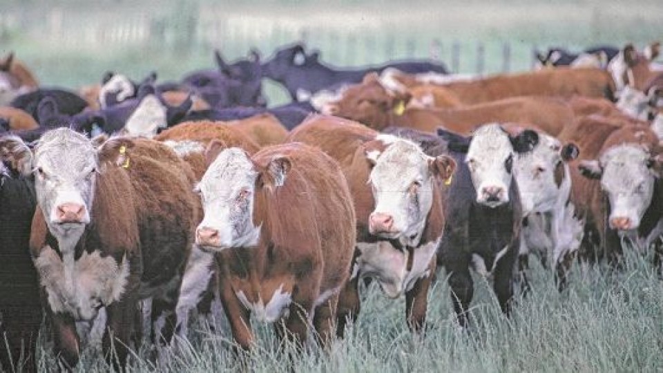 F. Rodríguez: ''El primer remate del año se da en otro escenario para la ganadería'' —  Mercados — Dinámica Rural | El Espectador 810