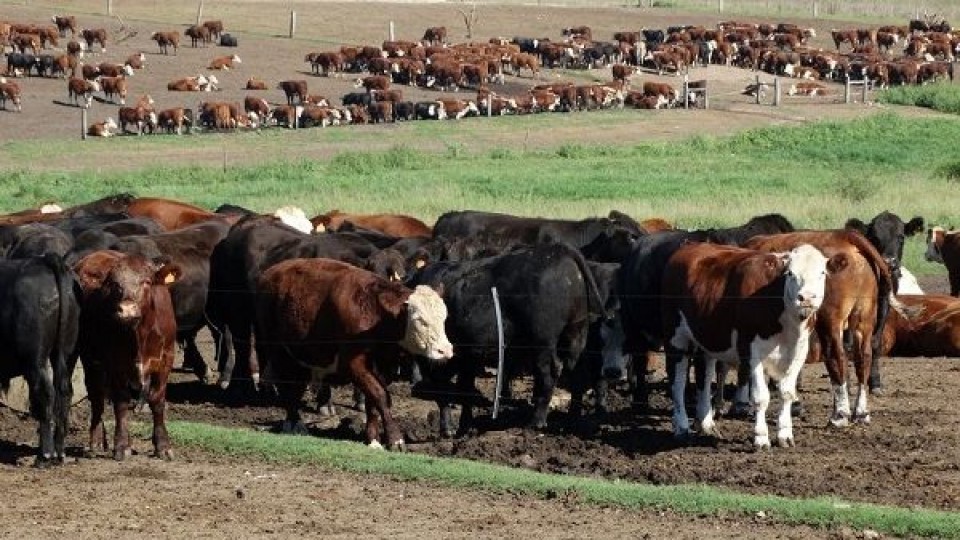 Plazarural: La segunda jornada fue ágil con precios acordes al mercado —  Mercados — Dinámica Rural | El Espectador 810