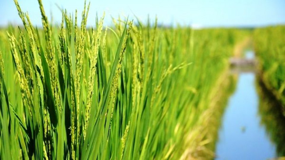 Finalizó la siembra de arroz con un descenso del área, aunque leve —  Agricultura — Dinámica Rural | El Espectador 810