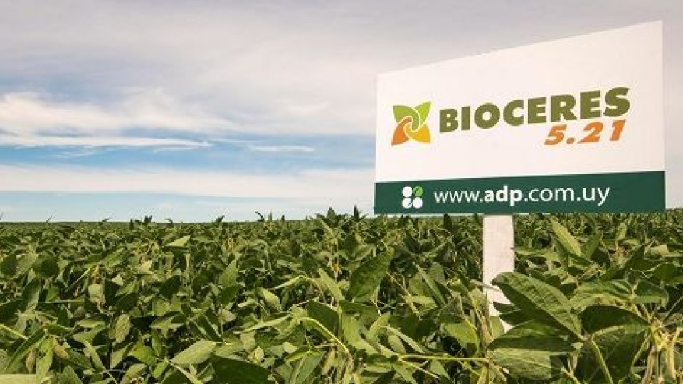 D. Guigou: ''Hemos sembrado el 80% del área de soja de primera'' —  Agricultura — Dinámica Rural | El Espectador 810
