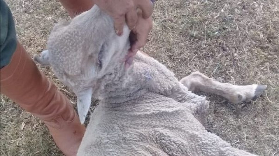 En Artigas, productor ovino deja de producir por ataque permanente de perros a sus majadas —  Ganadería — Dinámica Rural | El Espectador 810
