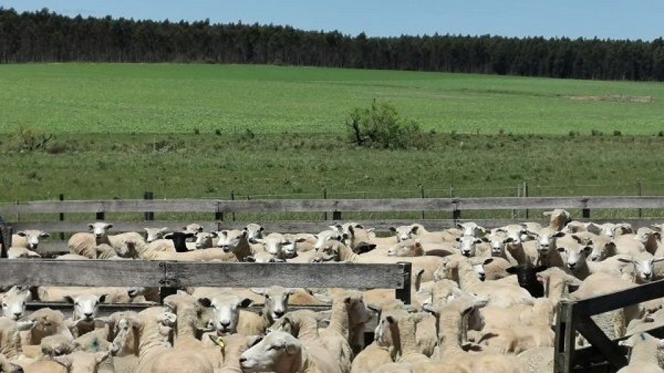 Uruguay puede exportar ovinos en pie a Brasil —  Ganadería — Dinámica Rural | El Espectador 810